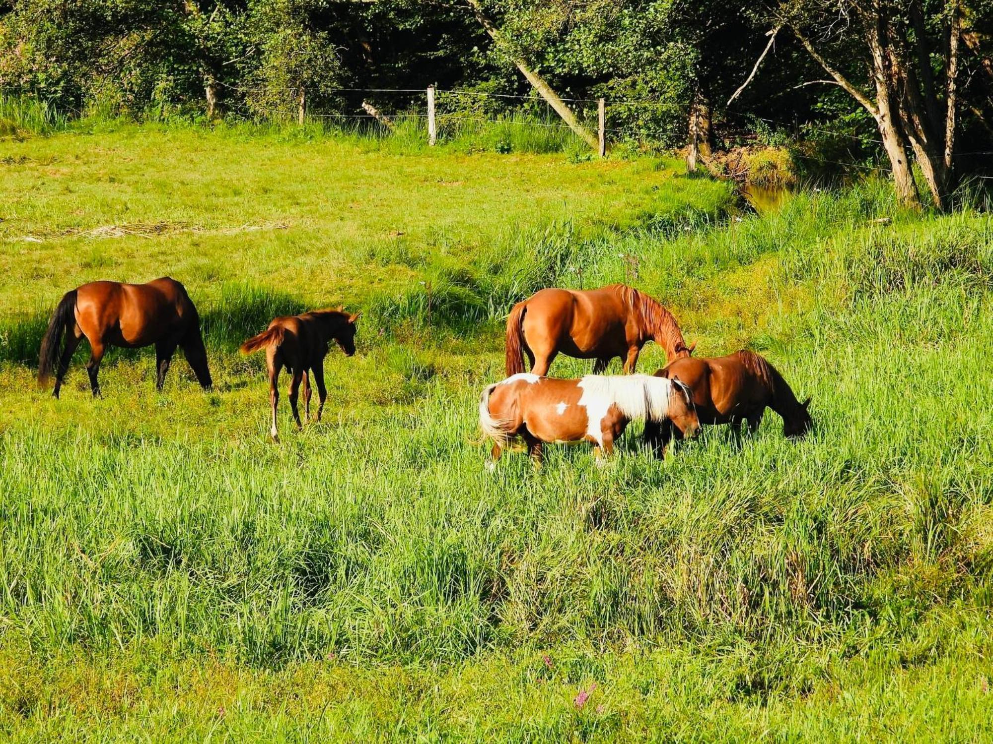 Maison D'Hotes En Pleine Nature Avec Chevaux Soucht Exterior foto