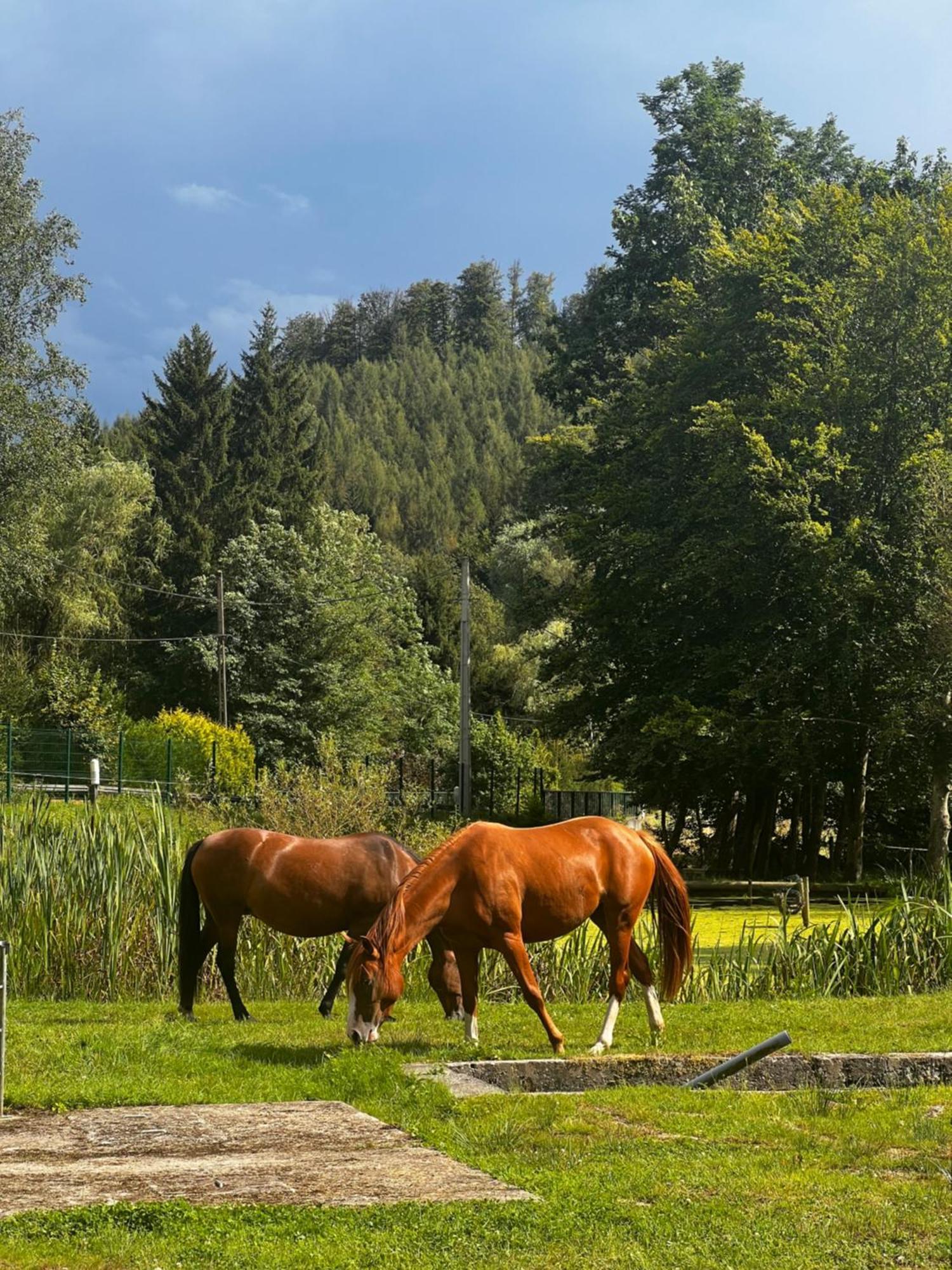 Maison D'Hotes En Pleine Nature Avec Chevaux Soucht Exterior foto