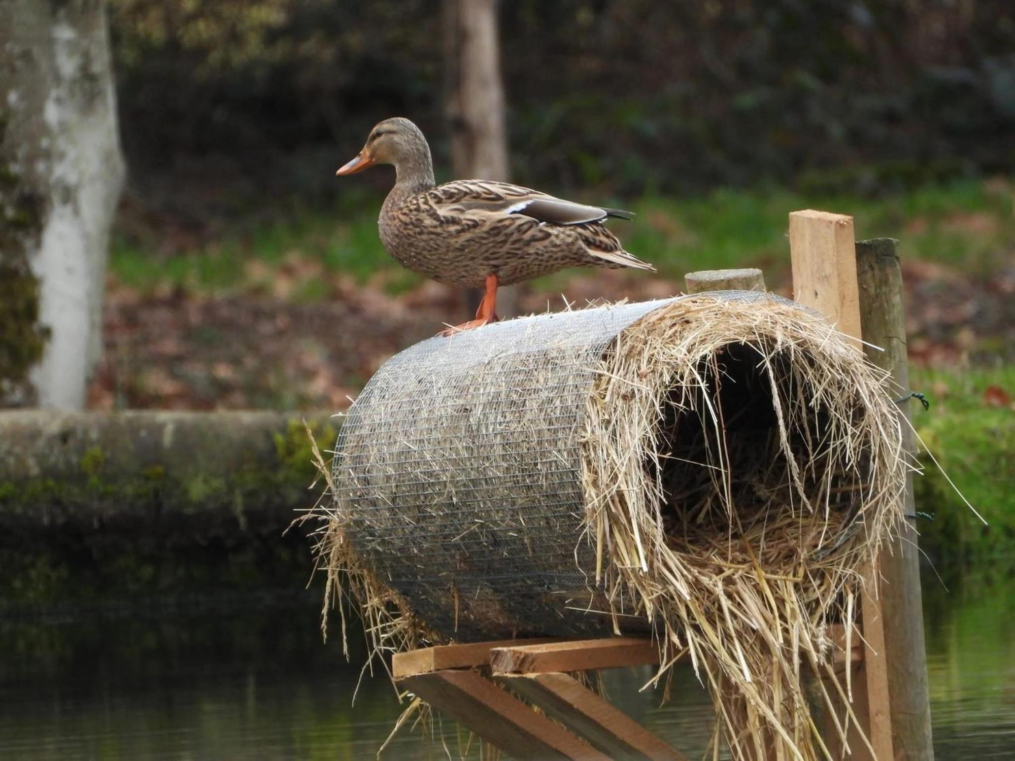 Maison D'Hotes En Pleine Nature Avec Chevaux Soucht Exterior foto